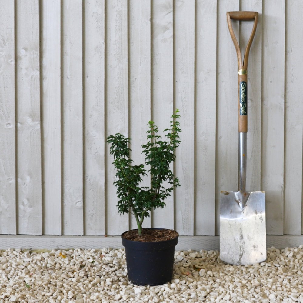 Acer palmatum 'Shishigashira' tree in pot