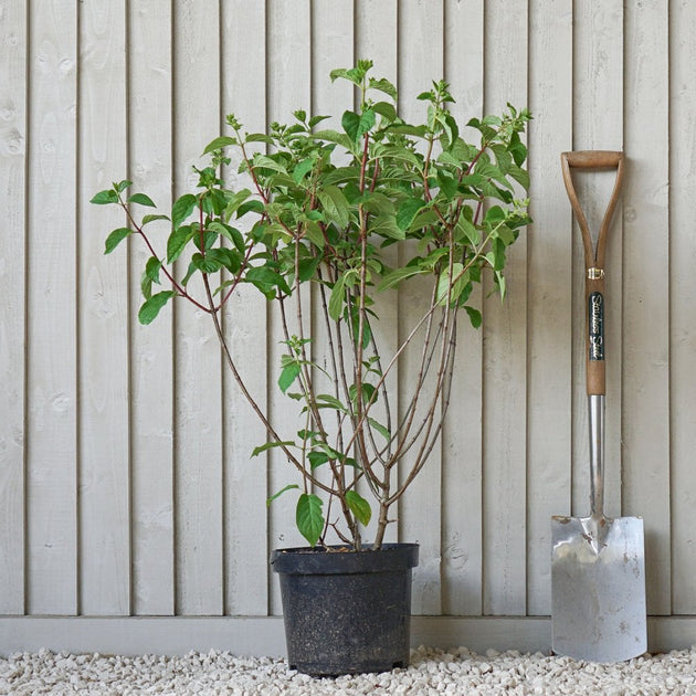 Hydrangea paniculata 'Silver Dollar' bush in pot