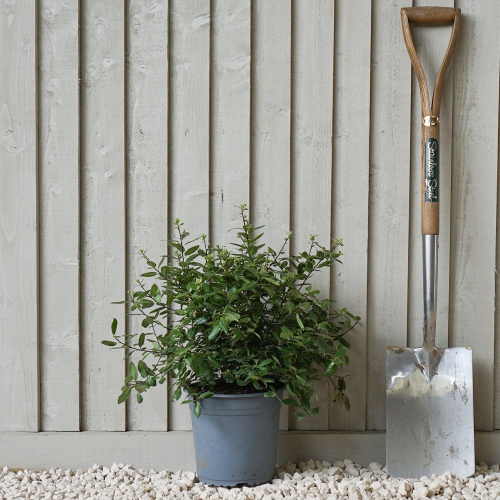 Pittosporum tenuifolium 'Golf Ball' shrub