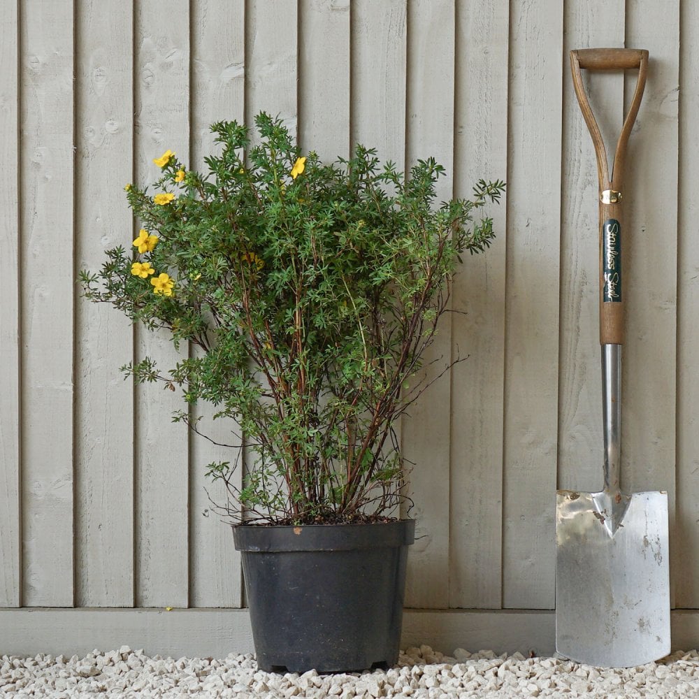 Potentilla fruticosa 'Goldfinger'