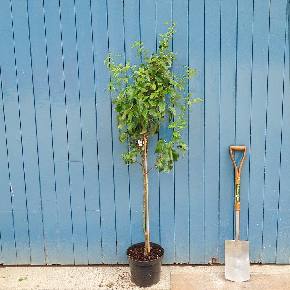  Pyrus communis 'Conference' Pear tree in pot