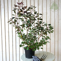 Cotinus 'Dusky Maiden' Smoke bush in pot