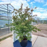 Cornus kousa 'Mount Fuji' Dogwood