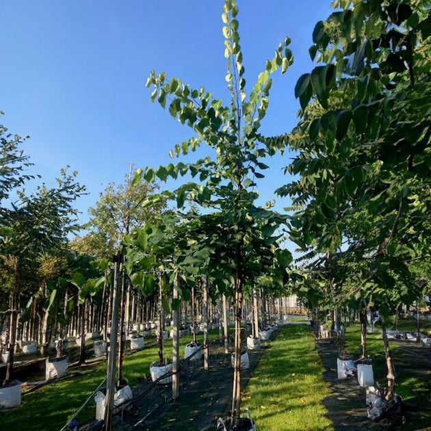 Cercis canadensis Tree