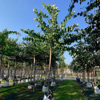 Cercis canadensis Tree