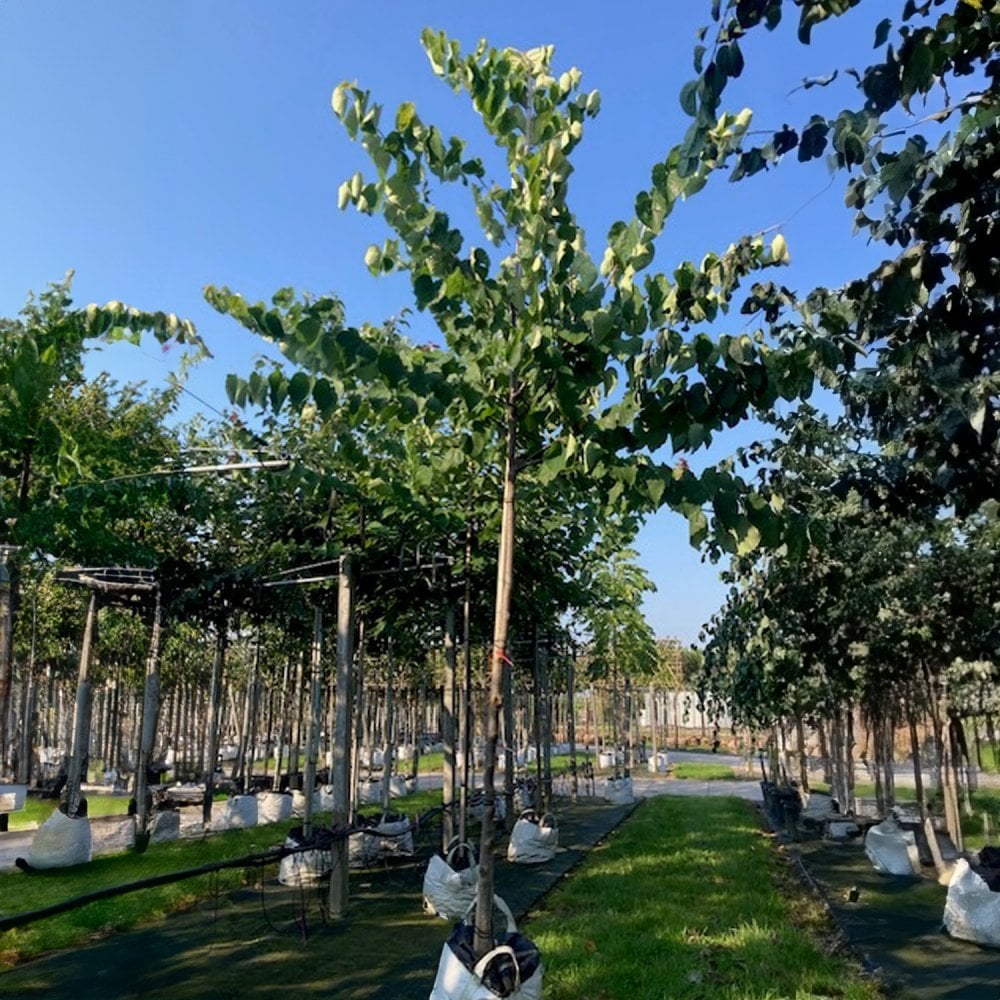 Cercis canadensis Tree