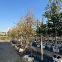 Elaeagnus angustifolia 'Quicksilver' shrub