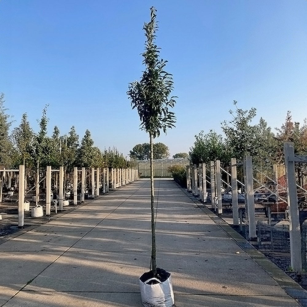 Prunus laurocerasus 'Genolia' large tree