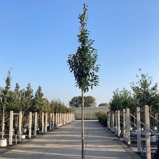 Prunus laurocerasus 'Genolia' mature tree