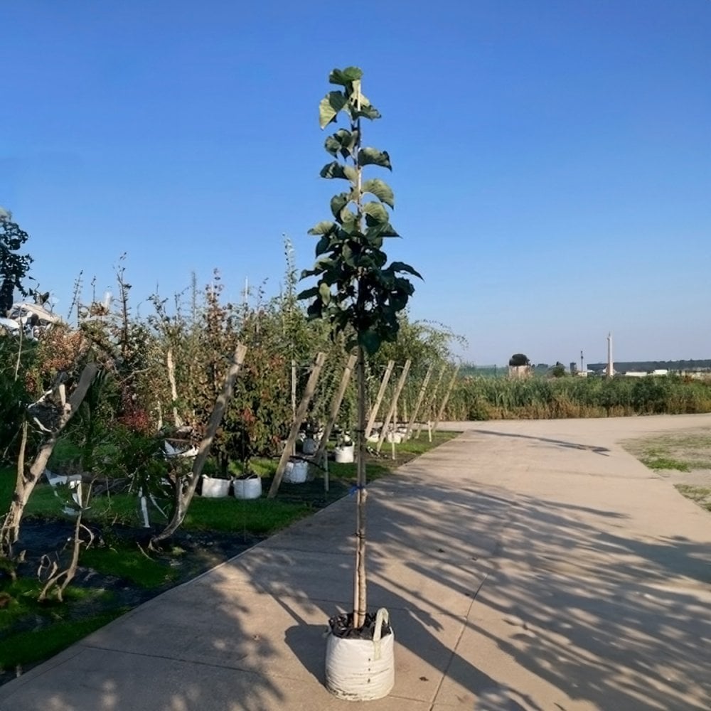 Magnolia denudata 'Yellow River' mature tree