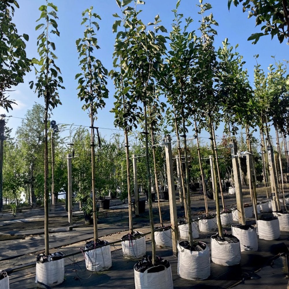 Magnolia denudata 'Yellow River' mature trees in line