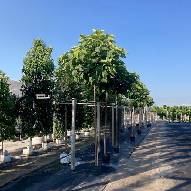 Catalpa bignonioides 'Nana' mature tree