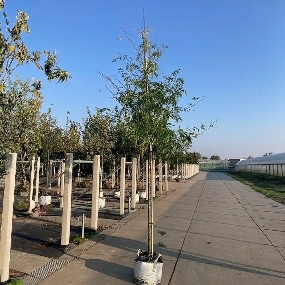 Gleditsia triacanthos 'Skyline' tree