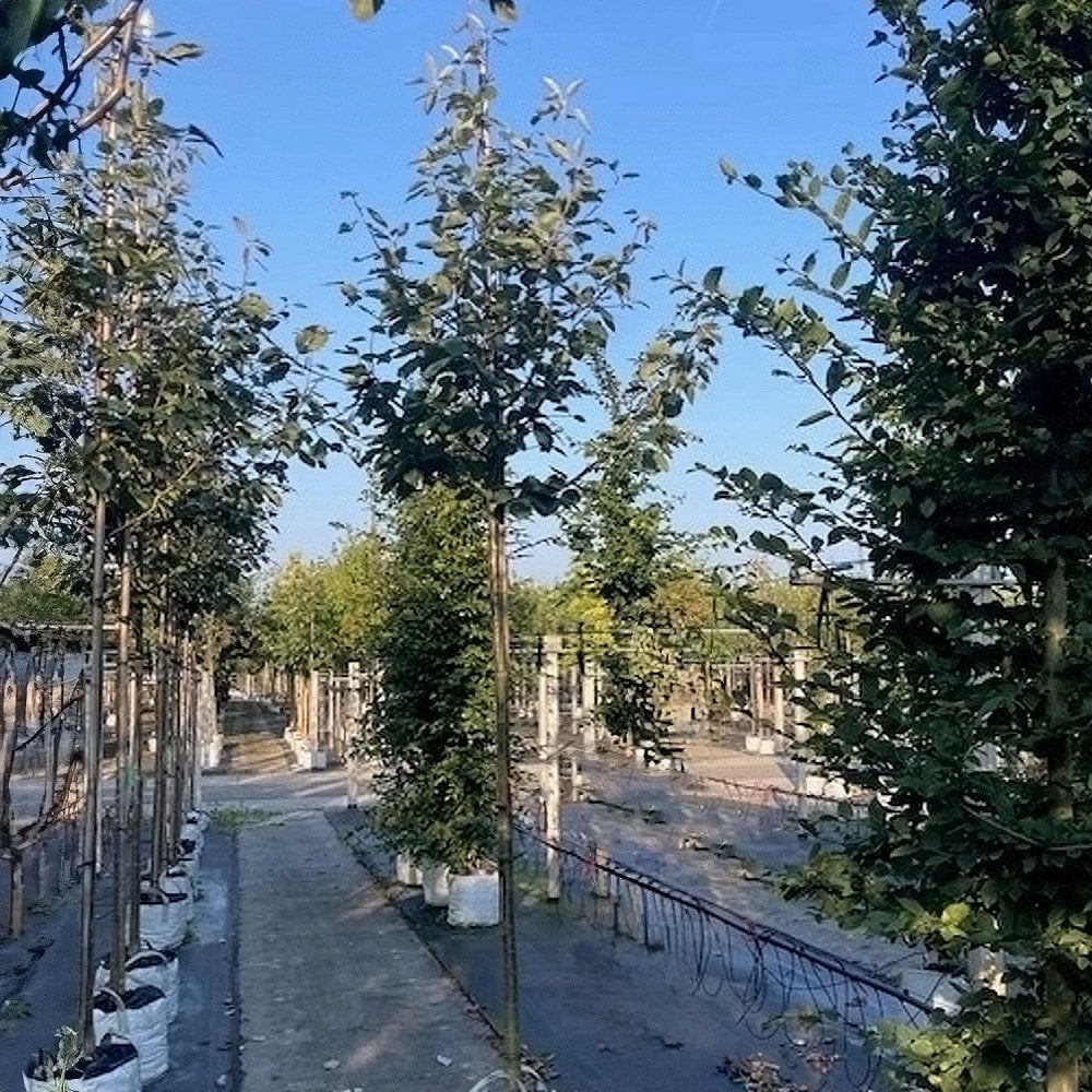 Sorbus latifolia 'Henk Vink' tree