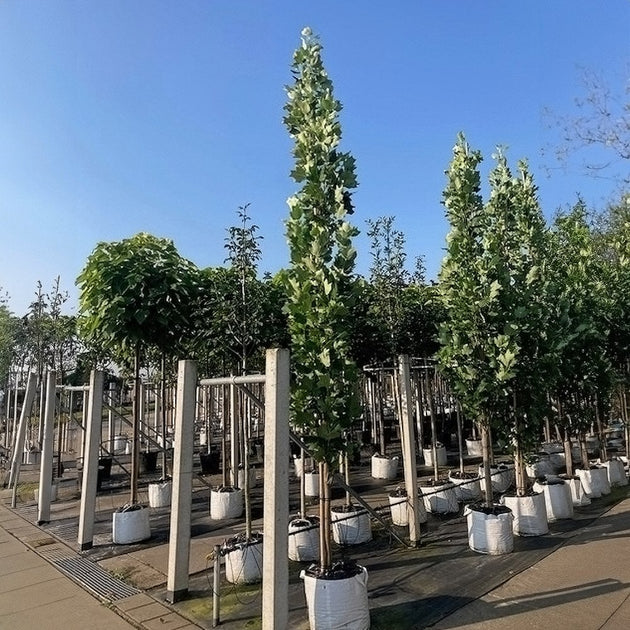 Liriodendron tulipifera ‘Fastigiata’