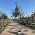 Tilia cordata 'Winter Orange' Tree