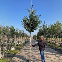 Ginkgo biloba 'Fastigiata Blagon' Tree