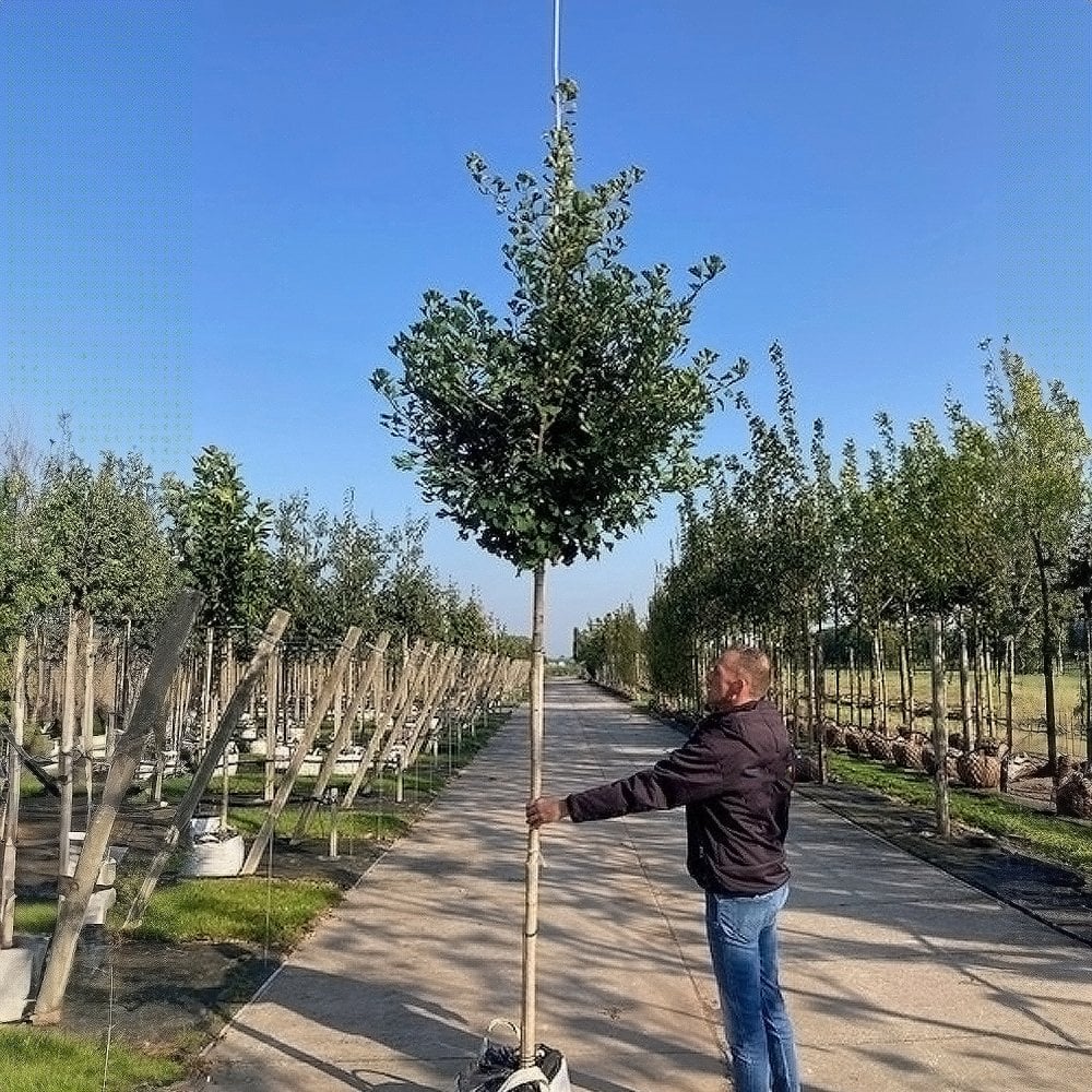 Ginkgo biloba 'Fastigiata Blagon' Tree