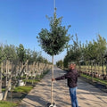 Ginkgo biloba 'Fastigiata Blagon' Tree