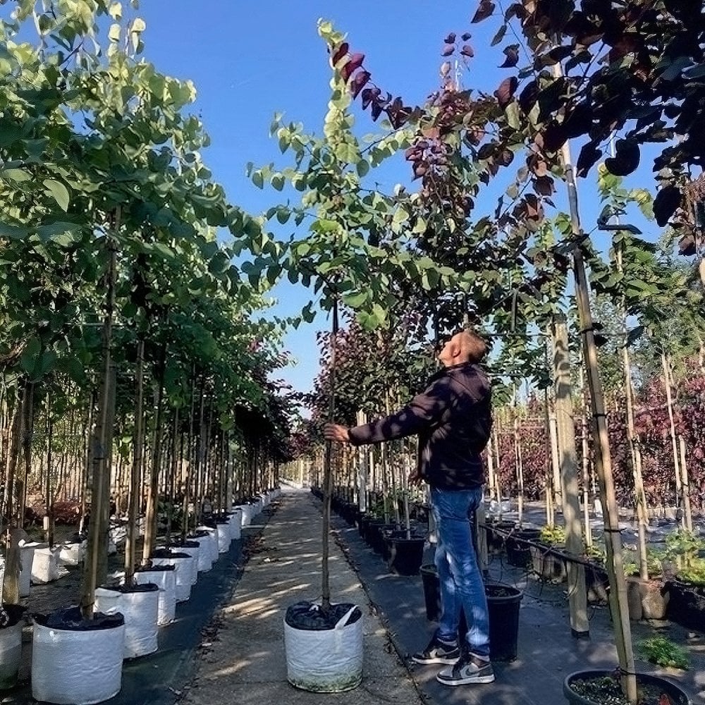 Cercis canadensis