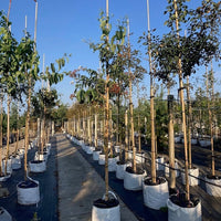 Mature Heptacodium miconioides trees