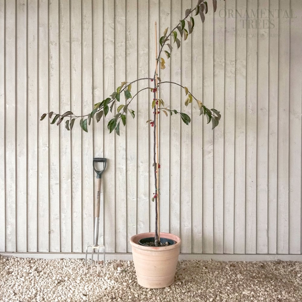 Malus Weeping Candied Apple Tree