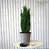 Chamaecyparis lawsoniana Ellwood's Pillar in pot