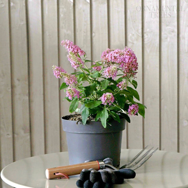 Buddleja davidii 'Free Petite' in pot