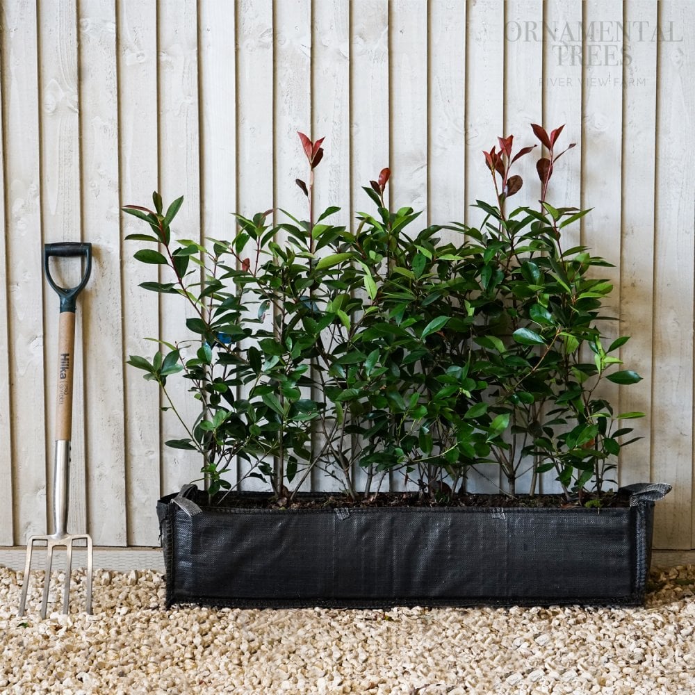 Photinia Red Robin Instant Hedging