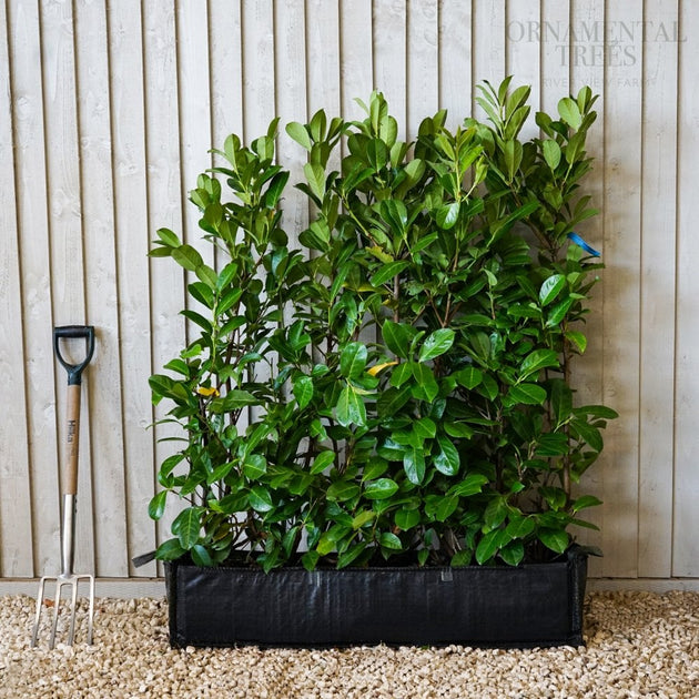 Cherry Laurel Instant Hedging