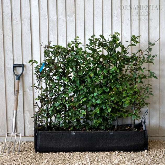 Hornbeam Instant Hedging