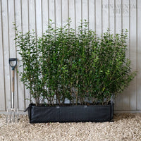 Privet Instant Hedging