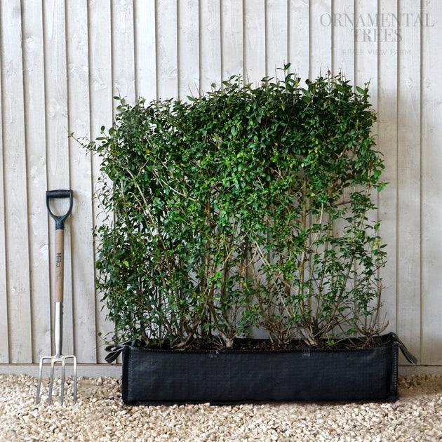 Privet 'Atrovirens' Instant Hedging