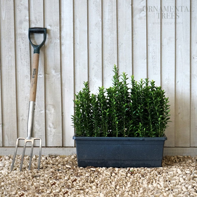 Euonymus Instant Hedging