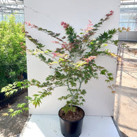 Acer palmatum 'Ariadne' Japanese Maple in pot