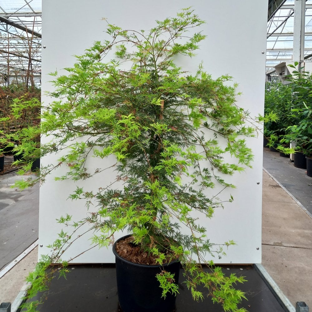 Mature Acer palmatum dissectum 'Emerald Lace' Japanese Maple in pot