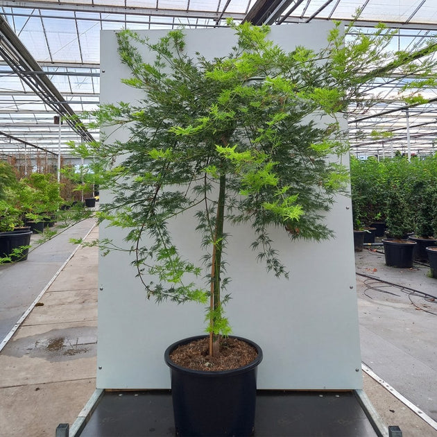 Large Acer palmatum dissectum 'Emerald Lace' Weeping Maple