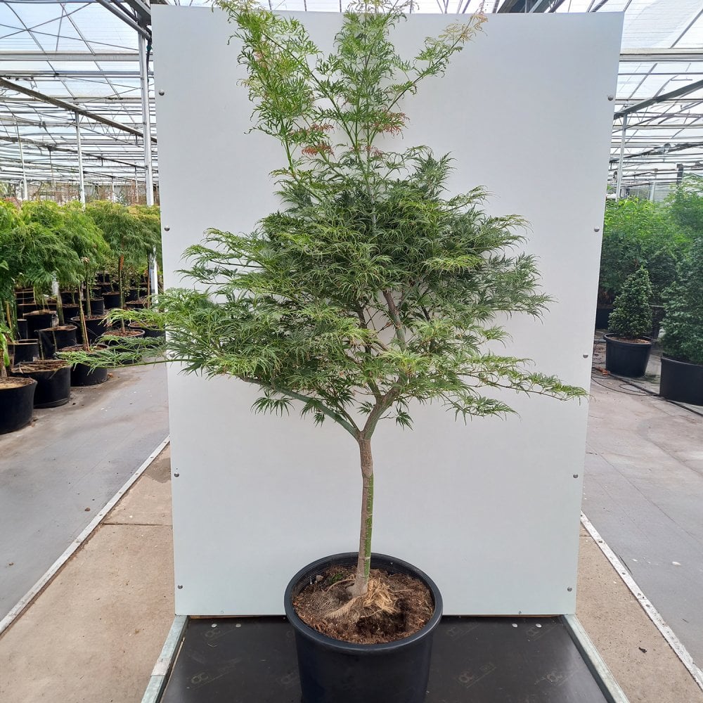 Acer palmatum 'Green Globe' in pot