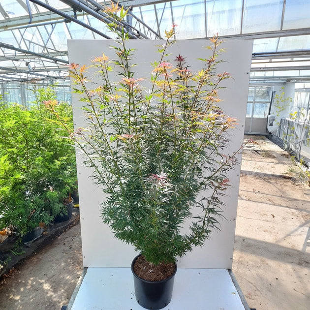 Acer palmatum 'Jerre Schwartz' in pot