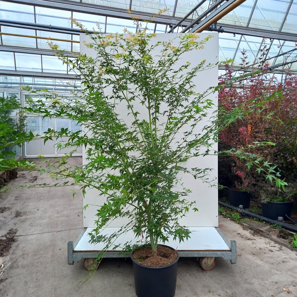 Acer palmatum 'Katsura' Maple in large pot