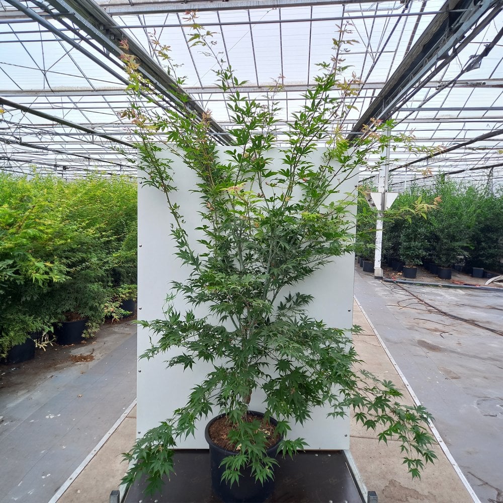 Acer palmatum 'Osakazuki' Maple in large container