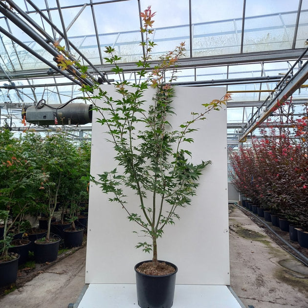 Acer palmatum 'Osakazuki' Maple in large pot