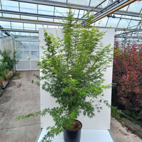 Mature Acer palmatum 'Seiryu' Japanese Maple in pot