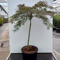 Acer palmatum dissectum 'Tamukeyama' Tree