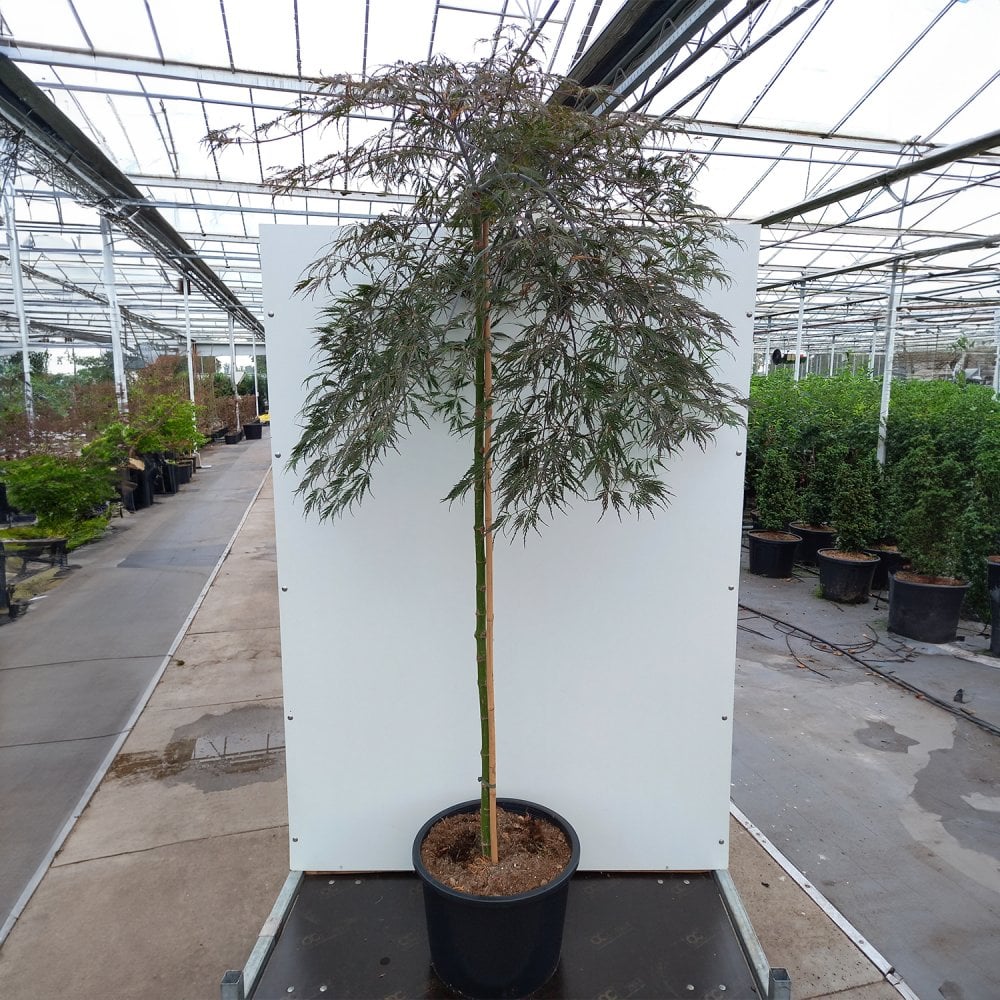 Acer palmatum dissectum 'Tamukeyama' Tree