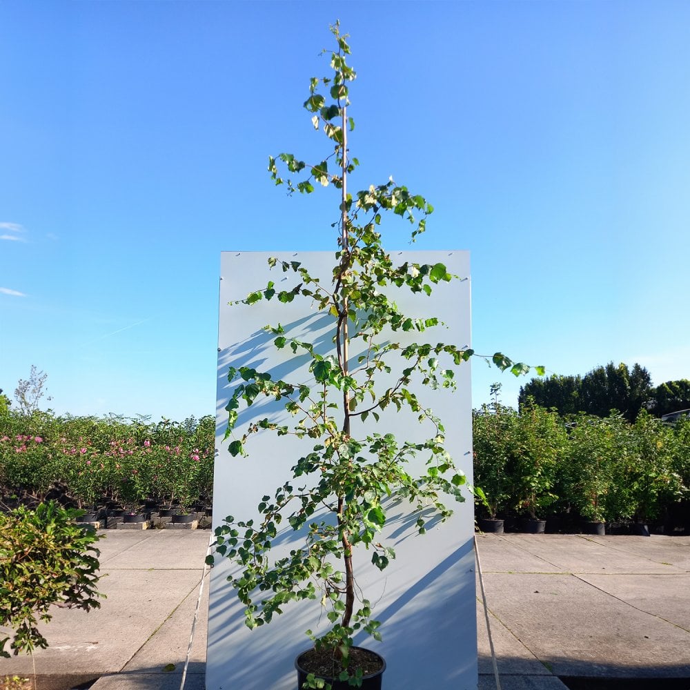 Mature Betula pendula 'Spider Alley' Birch tree