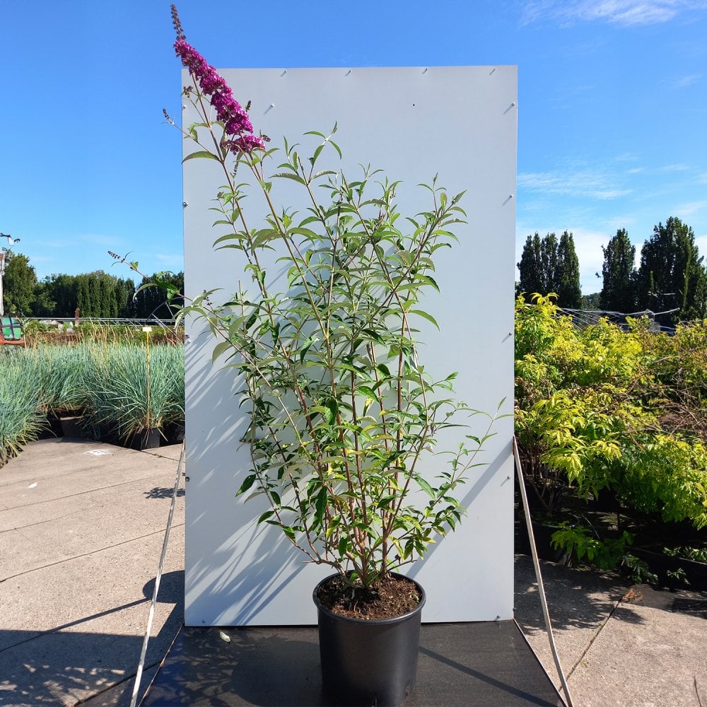 Buddleja 'Berries & Cream'