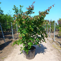 Parrotia persica 'Bella' Tree