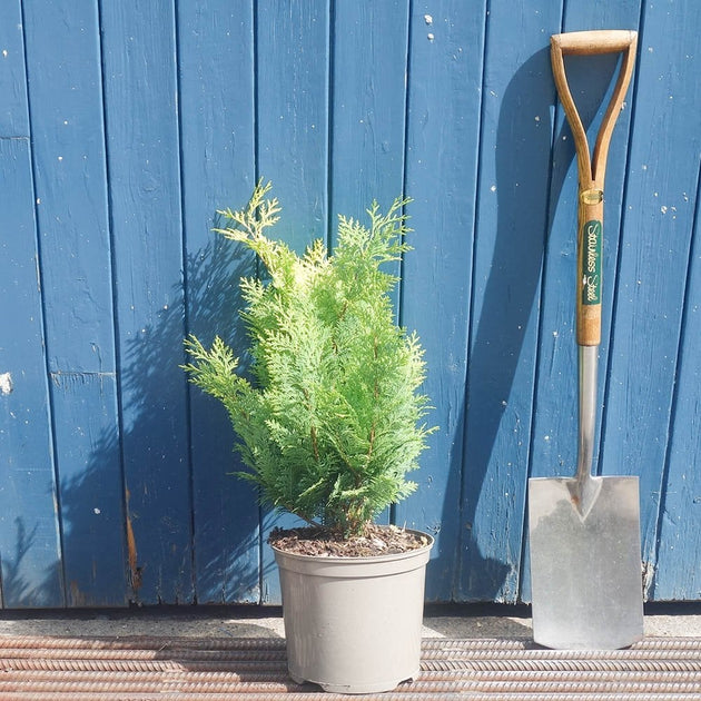 Chamaecyparis lawsoniana 'Stardust' in pot