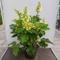 Hydrangea quercifolia 'Snowflake' in flower